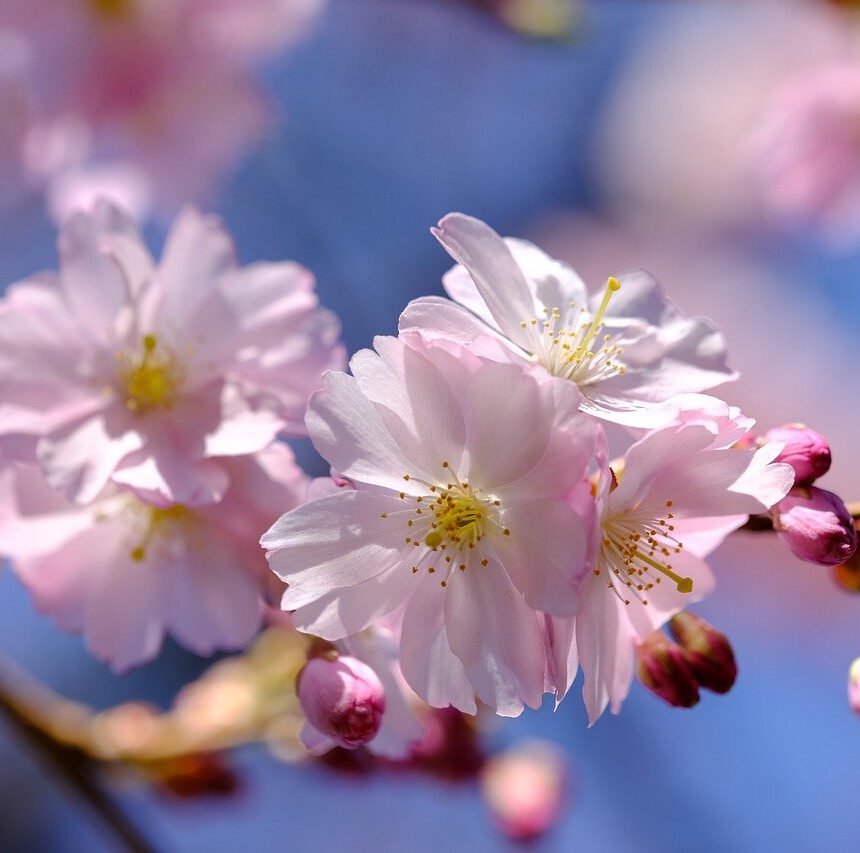 sakura, flowers, cherry blossoms-7094885.jpg